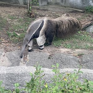 Aug. 2022- Giant anteater