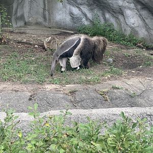 Aug. 2022- Giant anteater