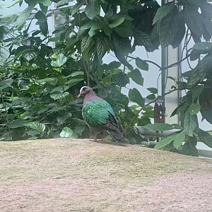 Aug. 2022- Grey-capped emerald dove
