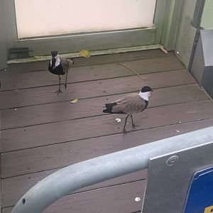 Aug. 2022- Spur-winged lapwings