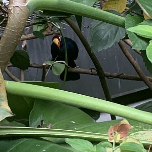 Aug. 2022- Violet turaco