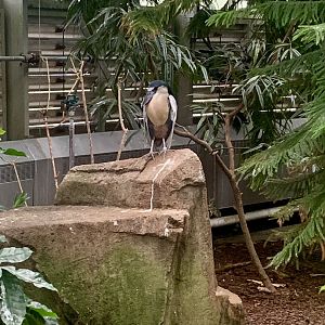 Aug. 2022- Boat-billed heron