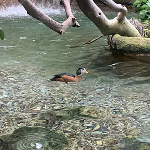 Aug. 2022- African pygmy goose