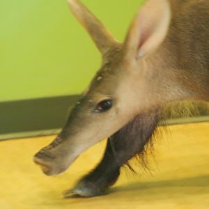 Aardvark