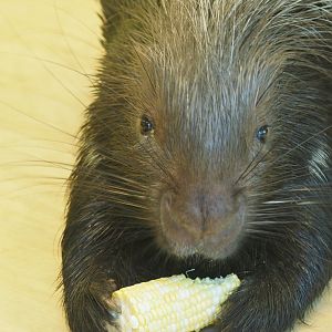 African crested porcupine