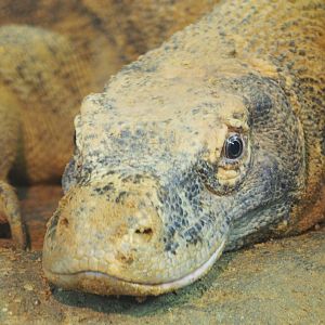 Komodo dragon