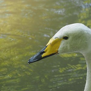 Whooper swan