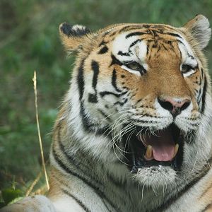 Amur tiger