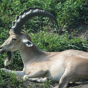 Nubian ibex