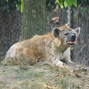 Spotted hyena