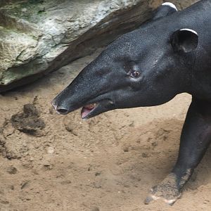 Malayan tapir