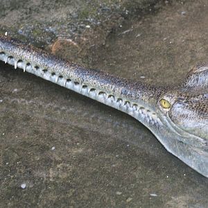 Gharial