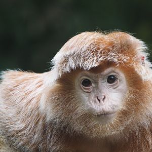 Javan langur