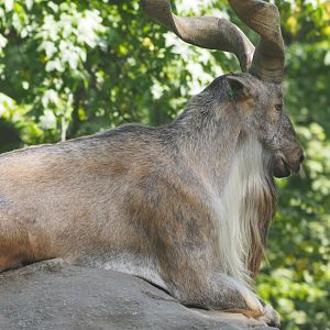 Markhor