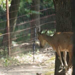 Markhor in tree