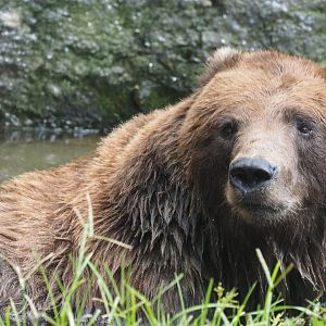 Sitka brown bear