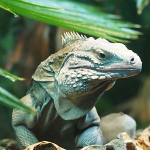 Grand Cayman iguana
