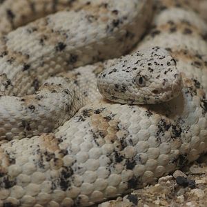 Southwestern speckled rattlesnake