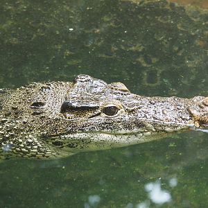 Cuban crocodile