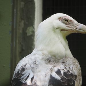 Palm nut vulture