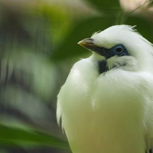 Bali mynah
