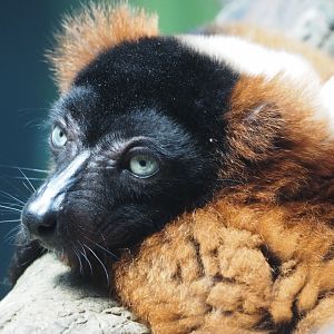 Red-ruffed lemur