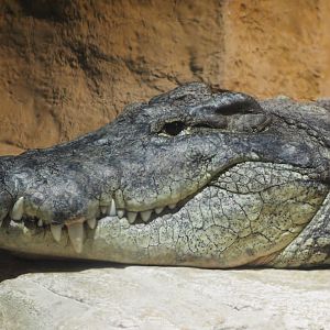 South African Nile crocodile
