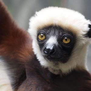 Coquerel's sifaka