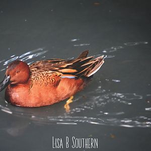 cinnamon teal