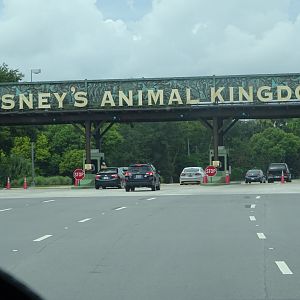 Road to the Entrance at Disney's Animal Kingdom (2014)