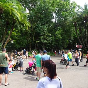 Immediate View Upon Entry at Disney's Animal Kingdom (2014)