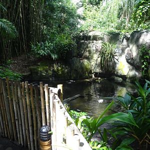 Oasis Enclosure at Disney's Animal Kingdom (2014)