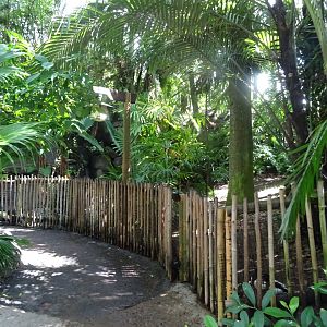 General View of the Oasis Area at Disney's Animal Kingdom (2014)