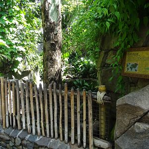 Babirusa Enclosure at Disney's Animal Kingdom (2014)