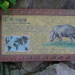 Babirusa Signage at Disney's Animal Kingdom (2014)
