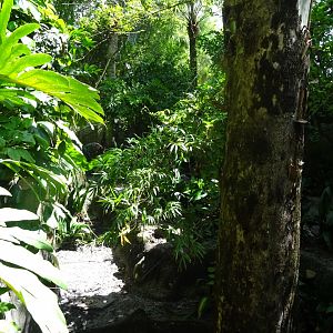 Babirusa Enclosure at Disney's Animal Kingdom (2014)