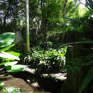 Babirusa Enclosure at Disney's Animal Kingdom (2014)