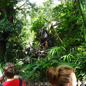 Macaws at Disney's Animal Kingdom (2014)