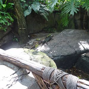 Rhinoceros Iguana Enclosure at Disney's Animal Kingdom (2014)