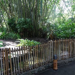 Oasis Enclosure at Disney's Animal Kingdom (2014)