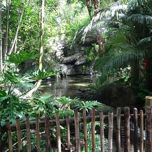 Oasis Enclosure at Disney's Animal Kingdom (2014)