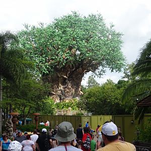 Tree of Life at Disney's Animal Kingdom (2014)
