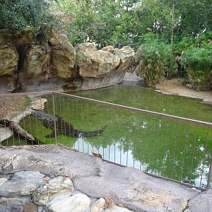 American Crocodile Enclosure at Disney's Animal Kingdom (2014)