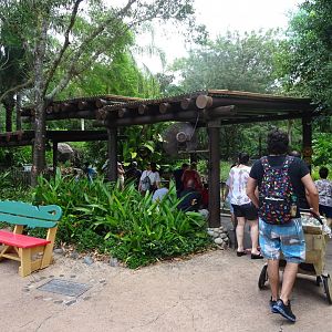 Flamingo, Vulture and Kangaroo Viewing Area at Disney's Animal Kingdom (2014)