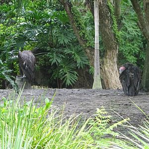 Lappet-faced Vultures at Disney's Animal Kingdom (2014)