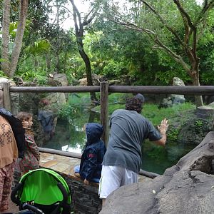 Asian Small-clawed Otter Enclosure at Disney's Animal Kingdom (2014)