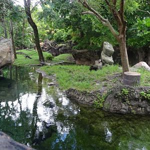 Asian Small-clawed Otter Enclosure at Disney's Animal Kingdom (2014)