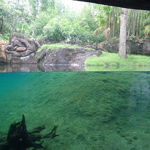 Asian Small-clawed Otter Enclosure at Disney's Animal Kingdom (2014)