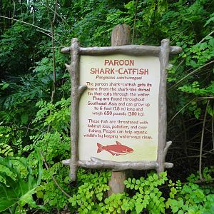 Paroon Shark-Catfish Signage at Disney's Animal Kingdom (2014)