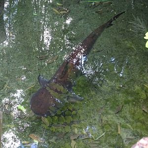 Paroon Shark at Disney's Animal Kingdom (2014)